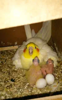 عروس هلندی مولد