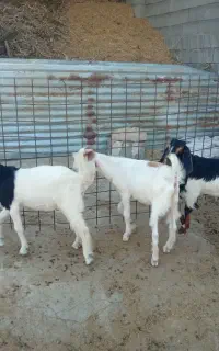 6عدد کهره