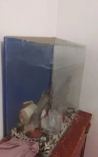 اکفاریوم