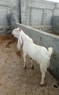 نر بز پاکستانی