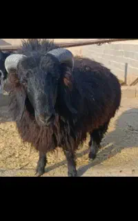 ۹ عدد بره  نر