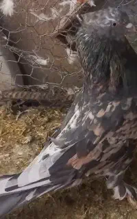 فروش تعدادی کبوتر به صورت یکجا