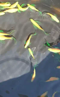 ماهی زبرا نئون