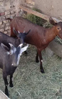بز کهره مور سیا