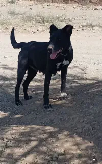 سگ ماده سرابی و پژدر