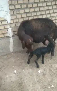 گوسفند بره دار با بره نر .اصل کردستانی