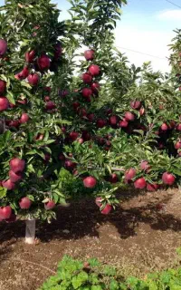 خدمات باغبانی وامورکشاورزی