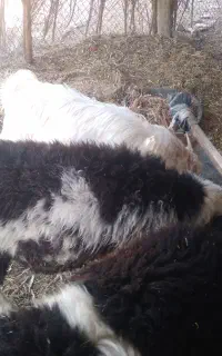 بره نر