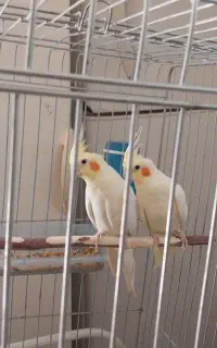 عروس هلندی نر و ماده