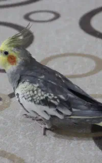 عروس هلندی گمشده