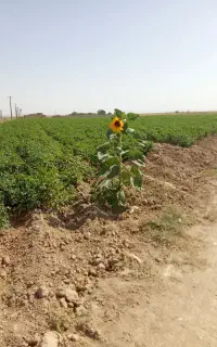نیاز مند کارگر معنی جهت حفرچاه آب