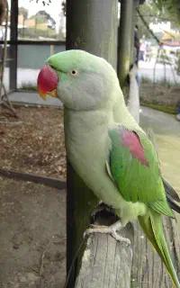 یک عدد شاه طوطی گم شده