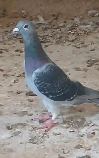 جوجه پلاکی