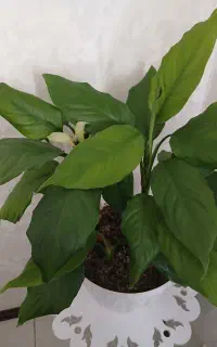 گل طبیعی اسباتی فیلوم با گلدان نو