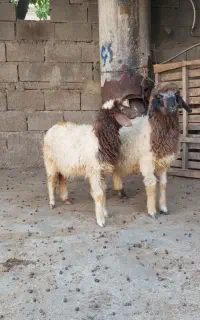 بره