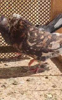 نر سرور گمشده در سوم خرداد امانته به جاش مژدگونی