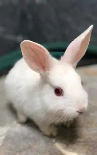 خرگوش چشم‌شرابی خانگی