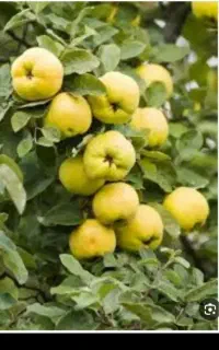 میوه به