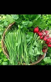 سبزی خورشی آشی خوردن