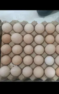 تخم مرغ محلی