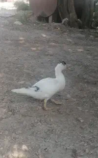 جوجه اردک اسرائیلی