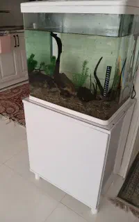 آکواریوم جهت معاوضه با جوجه سهره