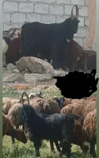 چپش دوبری