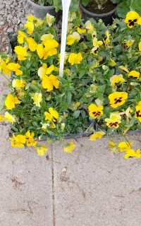 فروش ویژه گیاهان فضای باز