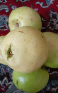 میوه به