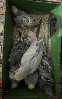 مرغ عشق به همراه شیش عدد جوجه