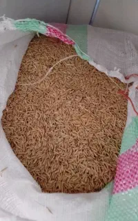 شالی دمسیاه فروشی