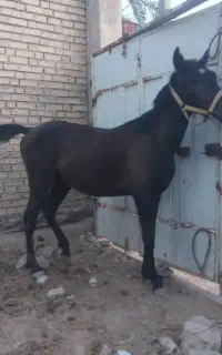 فروش فوری یک کره نریان خالص ایرانی