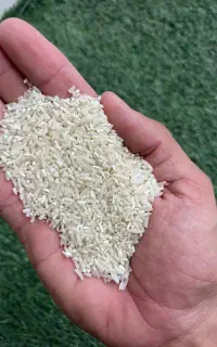 سرلاشه فجر سورت شده