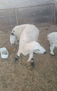 گوسفند جری مری