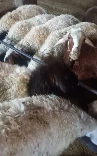 بره