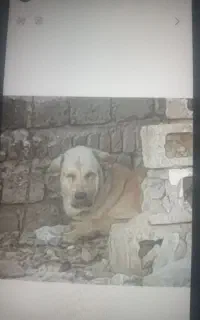 سگ دزدیده شده