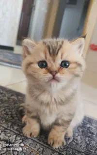 گربه نژاددار