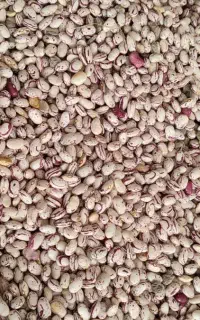 لوبیا چیتی تلاش درجه1