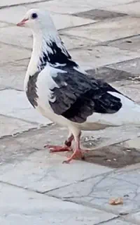 مجسمه کبوتر دوکت سیاه