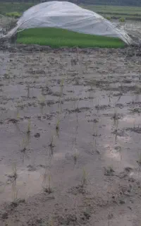 نشاکاری بادستگاه