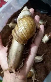 حلزون آلبینو  پیش مولد نه سانت