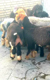 میش بره ماده
