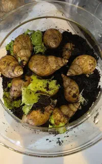 حلزون خانگی