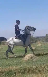اسب نیله نریان دو خون