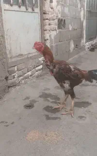 خروس لاری