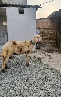 شیشک قوچ بروجردی (غول)