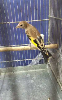 دوتا جوجه سهره