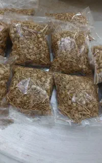 اسپند
