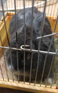 مجسمه خرگوش    اغاجاری