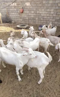 4 عدد بز نر یک ساله